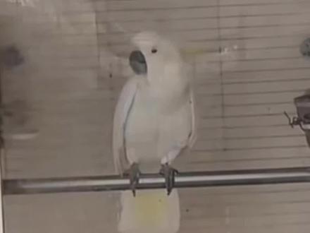 动物园不基础,动物更不基础。凯里动物园鹦鹉面对采访对答如流,网友:一个敢问一个敢答。#聚青春正精彩