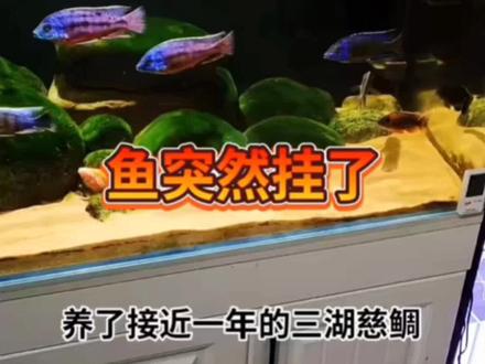 为什么呢,好心痛!
#水族 #三湖慈鲷#养鱼