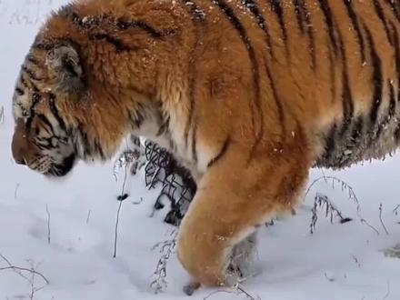 大数据懂你!
猛虎临门,家人迎来好运爆棚