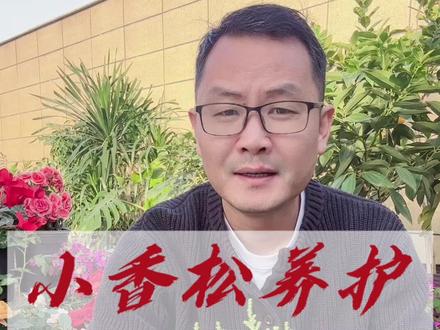 小香松养护 #小香松 #小香松盆栽 #小香松养护 #小香松修剪 #小香松圣诞树