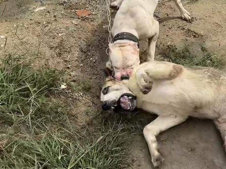 帮朋友的狗开口#杜高犬的魅力 #杜高犬