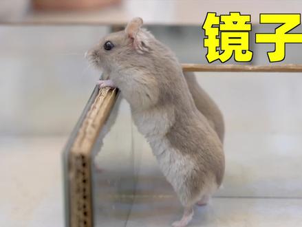 呆萌仓鼠进入360度镜子迷宫,仓鼠:我包围我自己?「激萌奖金」