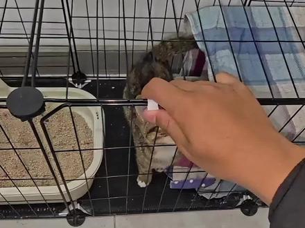 #狸花猫#哈基米 变成好的哈基米了