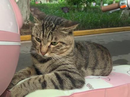 开滴咪快车以来收到的第一个投诉#我和流浪猫的故事 #猫咪 #狸花猫 #治愈系 #萌宠
