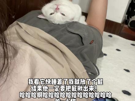 小猫:混蛋!我知道你在里面!快给我出来!#铲屎官日记 #治愈猫咪 #毛孩子的日常 #金牌育言家 #聪明小脑袋国宝也可AI