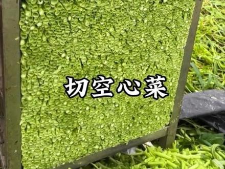 沉沉浸式体验各种解压现场,令人放松。 #切菜#解压#舒适 #ASMR #强迫症看了很享受