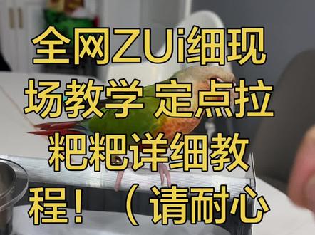 #小太阳鹦鹉 #训练鹦鹉定点拉粑粑 鸟宝到家20天如何学会定点拉粑粑,自己摸索出来的供大家参考~(务必耐心看完)准备好时间耐心工具你也能~