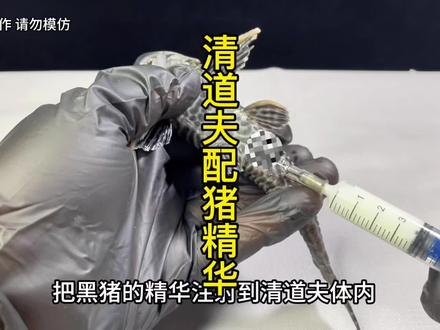 给清道夫体内注射黑猪的精华,会发生什?#清道夫#清道夫奇葩试验 #趣味实验 #猎奇