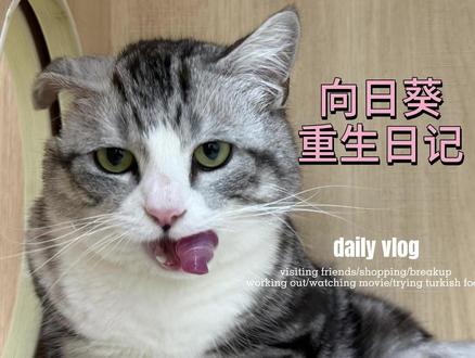 记录一只被遗弃的美短猫咪 #弃养猫 #美短