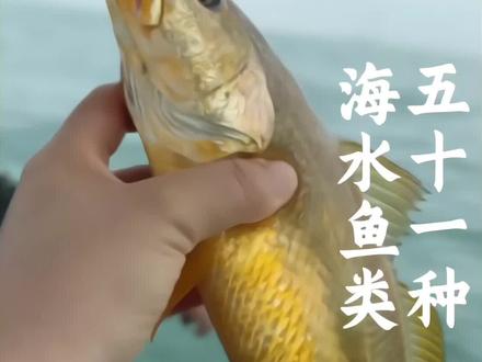 科普分享51种海水鱼类价格,你吃过几种呢#科普#鱼