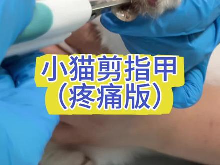 这是多久没有剪指甲了,尖的直接穿进肉垫。#剪指甲 #猫咪剪指甲 #外伤处理 #萌宠 #电子榨菜