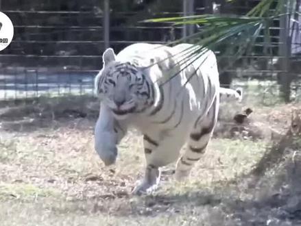 曾经赫赫有名的上古神兽白虎,如今为何只能在动物园里卖萌?@抖音青少年#十万分好奇 #神奇动物在抖音 #重新认识地球