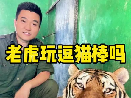 这可能是全网最大的逗猫棒...