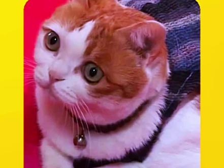 一只猫为了报恩出家当和尚,禅修5年从不吃一口肉,太神奇了! #猫咪 #萌宠出道计划 #猫咪的迷惑行为 #万物皆有灵性 #神奇动物在抖音@抖音小助手 @DOU+小助手 @DOU+上热门