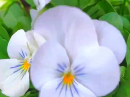 三色堇
别名:蝴蝶花、人面花、鬼脸花
花语:
红色三色堇:代表深深的思念;
黄色三色堇:含有忧愁和欢乐的双重情感;
紫色三色堇:意味着默默无闻的爱和对方恋人的无条件之爱;
大花三色堇:束缚。
三色堇具有清热解毒、祛瘀止血等功效#魅力自然 #心灵的愉悦 #花的世界很美