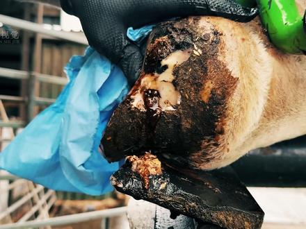 坏了彻底坏了!(有后续) #解压 #修牛蹄