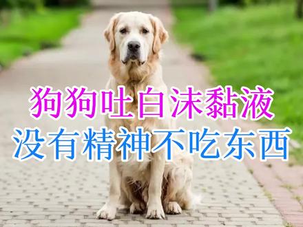 狗狗吐白沫黏液没有精神不吃东西 #狗狗 #呕吐 #怎么治疗