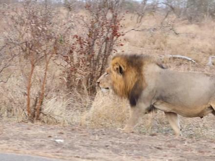 狮王杀死了鬣狗公主,鬣狗女王地位被动摇,整个家族逐步走向分裂 #野生动物 #狮子 #鬣狗 #鬣狗女王
