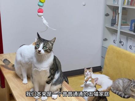 流浪小奶猫攻略了我家的大猫 #捡猫 #捡猫后续 #小奶猫 #流浪猫 #小奶猫的成长日记 #橘猫