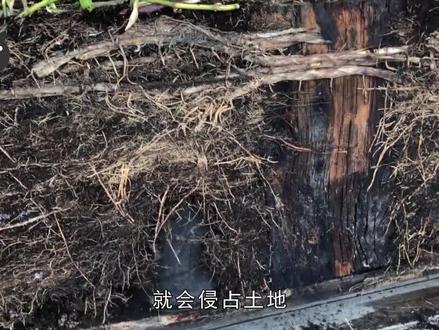 老祖宗为什么说“门前不栽竹,房后不栽树”?它们有啥不祥之兆? #门前不栽竹,房后不栽树 #科普 #冷知识 #竹