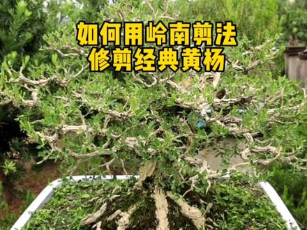 黄杨岭南盆景应该如何修剪#盆景 #一花一草一世界 #黄杨 #原创作品 #盆景艺术