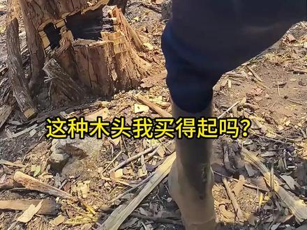 这种木头我买得起吗? #木头 #木材 #科普知识