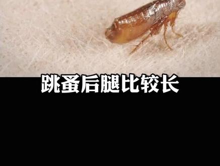 被跳蚤叮咬,奇痒无比,我们可以这样处理 #皮肤 #科普 #虫子