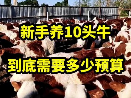 新手养殖10头牛,到底需要多少预算,看到结果出乎您的想象
#创作灵感 #养牛人 #肉牛养殖 #科学养牛 #养牛技术 #新农人计划2022官方流量叠加扶持 #西门塔尔繁殖母牛 #西门塔尔育肥牛 #百亿流量扶持 #西门塔尔
