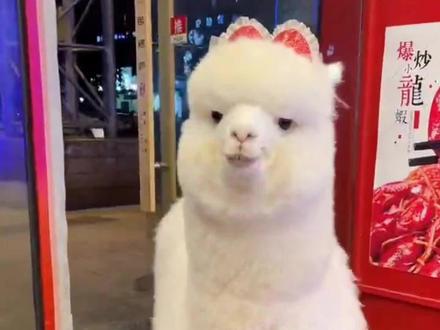 有点小脾气的羊驼超萌超可爱#动物科普 #动物世界 #宠物