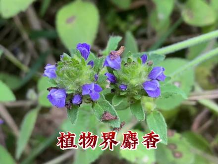 球花毛麝香被称为植物界的“麝香”,它有什么用处呢?