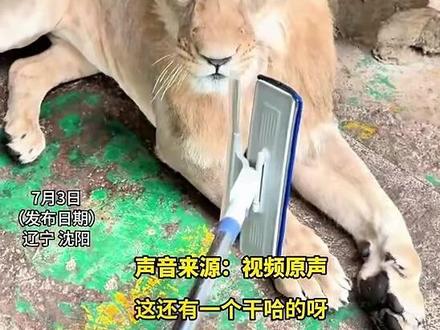 沈阳大“西几”监督工作人员擦玻璃,狮子:再怼咕我挠你信不信?网友:这俩监工不仅不帮忙 还流口水#沈阳#狮子#动物园