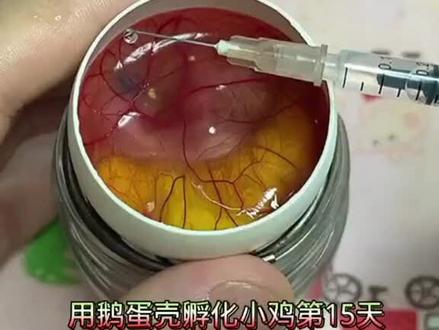 用鹅蛋壳孵化小鸡,第15天#人工孵化 #孵化小鸡