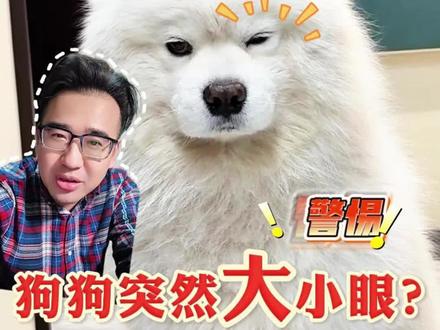 狗狗突然大小眼?别拖!可能是角膜溃疡! #狗狗大小眼 #狗狗角膜溃疡 #西南动物眼科中心胥辉豪博士 #动物眼科 #宠物医疗