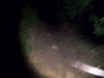 户外叉鱼高手教你如何在夜间观察大草鱼的踪迹