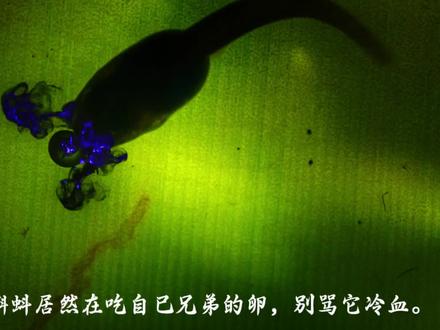 蝌蚪吃兄弟卵不是冷血,是箭毒蛙妈妈用命铺的活路!箭毒蛙天生不带毒——背娃闯树顶、扛毒喂卵、家碎了重来,这是大自然最沉默伟大的母爱。#箭毒蛙 #动物世界 #自然纪录片 #纪录片解说 #野生动物零距离