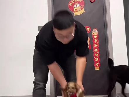 #泰迪 #摸摸哥 #摸摸哥直播 摸摸哥被可爱狗狗一秒三口 极限拉扯