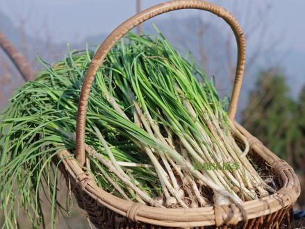 春风十里,不如一把野葱香 在四川,春天不吃野葱等于白过!田埂边、山坡上随便一挖就是一大把#野葱 #野菜 #春天的味道 #挖野葱
