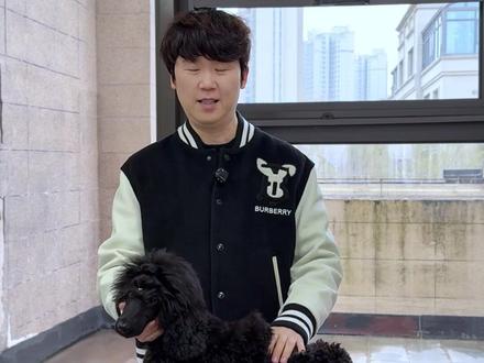 赛级幼犬回家后 第一次站台训练教程! #贵宾犬 #赛级犬 #赛级贵宾
