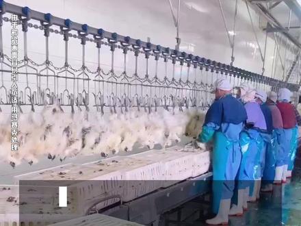 东方甄选乌鸡生产的一镜到底来了!东方甄选乌鸡各项检测合格,品质过关。#东方甄选 #东方甄选自营产品