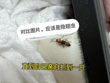 大家一定要及时分辨,做好防护哦#隐翅虫 #种草
