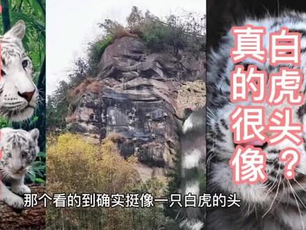 #创作灵感 今年是虎年,万州白虎山上的这颗白虎头一定要发给大家,祝大家虎年行虎运,虎年发大财!万州有“青龙抬头望,白虎高万丈”的民间传说,这就是万州枇杷坪青龙石对面的白虎山!#重庆万州 #万州旅游 #老万县 #青龙石 #白虎山 #周边游