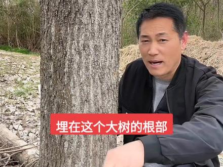 不花钱除大树,烂棵三米~实用小妙招!#关注三农服务百姓 #农民好帮手 #除大树 #除杂草