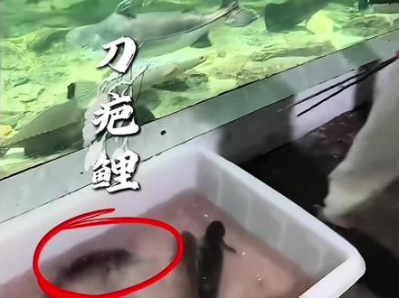 本是盘中餐,终成水中王 生来本是饲料鱼,命运本该被吞食,
身陷猛鱼炼狱缸,夹缝求生,
无权无势无靠山,忍辱负重步步为营,
褪去底层宿命,逆袭登顶鱼缸之巅,
满身伤痕,皆是跨越阶层的见证。
#刀疤鲤 #暖心阿哲