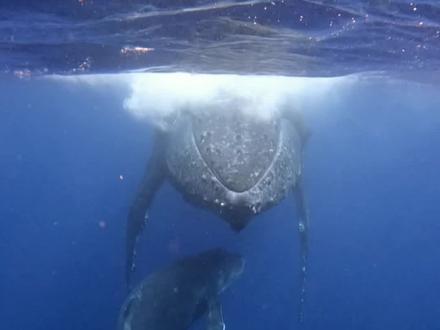 终于赶上今年的汤加观鲸季,参观座头鲸的乐园。@Potti自由潜水游世界 #大翅鲸 #汤加王国 #海蓝时见鲸 #自由潜水 #pottifreediving
