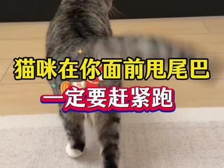 猫咪对着你甩尾巴,一定要赶紧跑 #新手养猫 #养猫人 #猫咪 #猫咪日常 #养猫经验分享