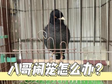 八哥闹笼严重怎么办?如何给八哥换笼具它才不会闹笼