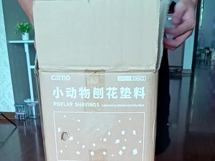 木屑和刨花的区别,全程刨花开箱,仓鼠垫料用刨花很耐用#养鼠日常分享 #仓鼠 #金丝熊 #萌宠 #鼠鼠我呀