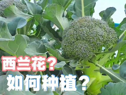 您要的西兰花种植教程来了,自己种植的最新鲜!#种菜 #种植 #阳台种植 #三农