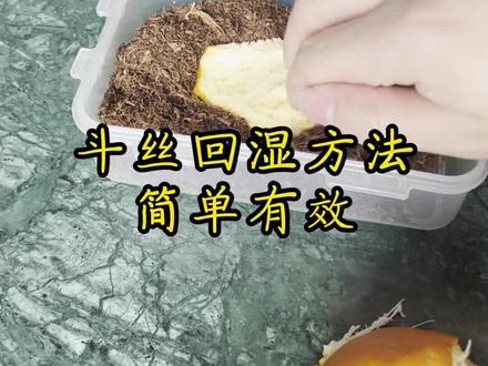 太干了,怎么简单有效的回湿? 换一个思路,打开新的世界;#烟斗教学 #烟斗客 #小知识大作用 #小知识分享