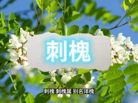 绿化工程常用的刺槐#边坡绿化 #槐花